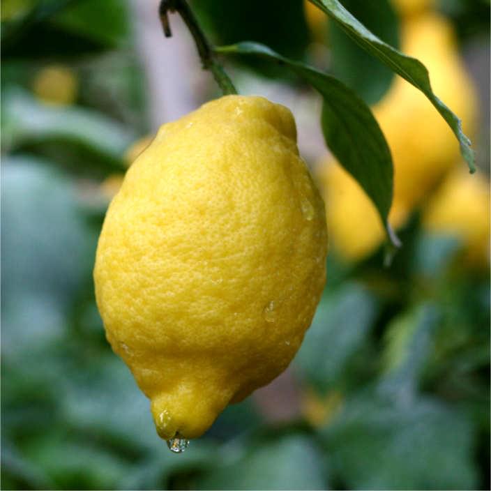 Sorrento oval lemon